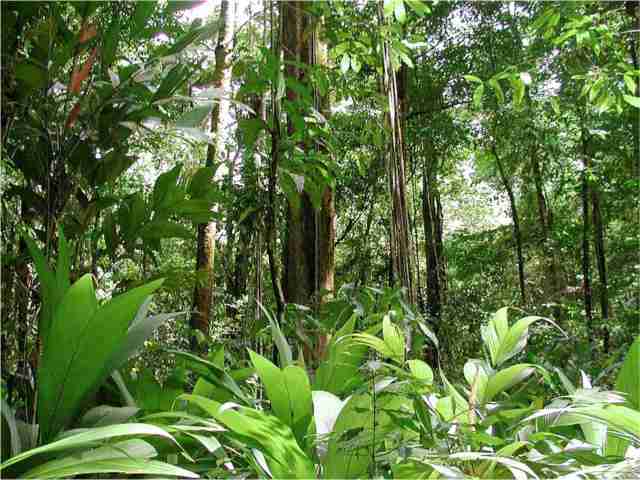floresta_amazonica
