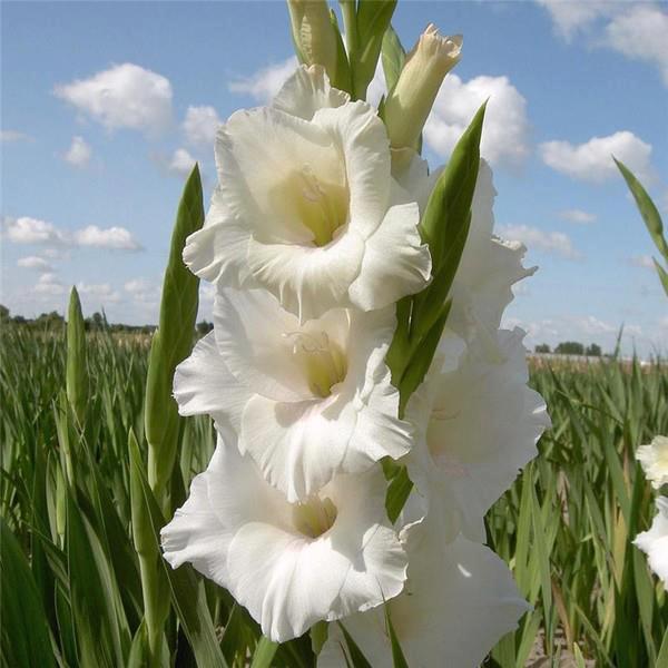 319848_369362303121620_242718302452688_1051219_1070444171_n