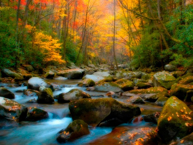 wallpaper-natureza-papel de parede-floresta (69)