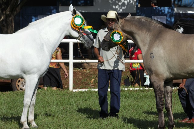 cavalo com diploma