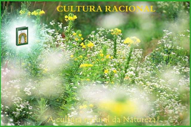 1456631_636168809780597_1589182447_n