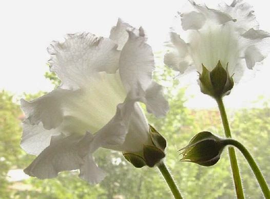 224875_253097624798706_1667507430_n (1)