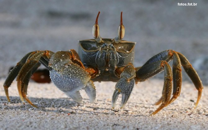 QUEM RECLAMA, ANDA PARA TRÁS!