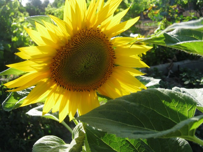 CAMINHOS SEMPRE ABERTOS