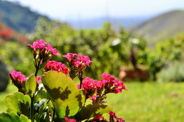 ENCANTO E DESENCANTO