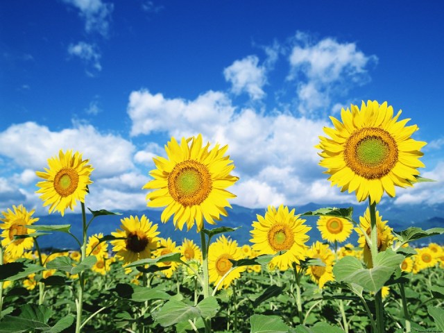 TUDO ESTARIA MELHOR SE TIVESSEM DADO ATENÇÃO