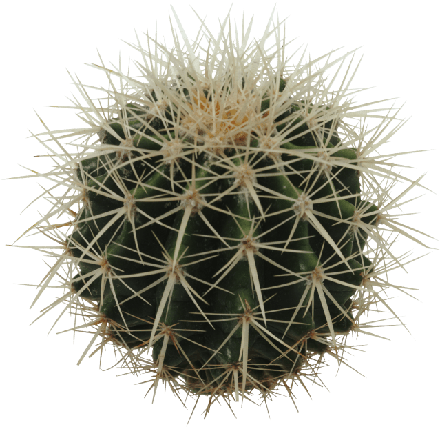 NÃO PASSAR A MÃO NUMA CABEÇA COM ESPINHOS