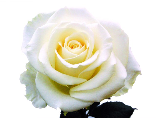 todos precisam do verdadeiro amor