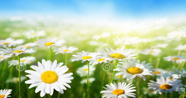 momento racional 44.jpg