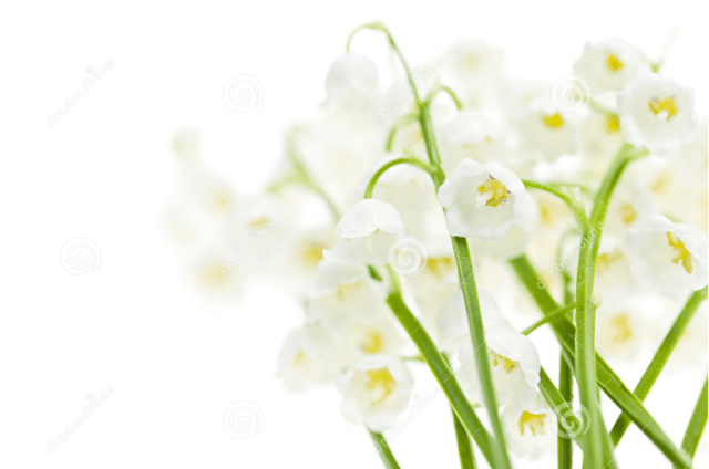 FILHOS DA SUPREMACIA DIVINA.jpg