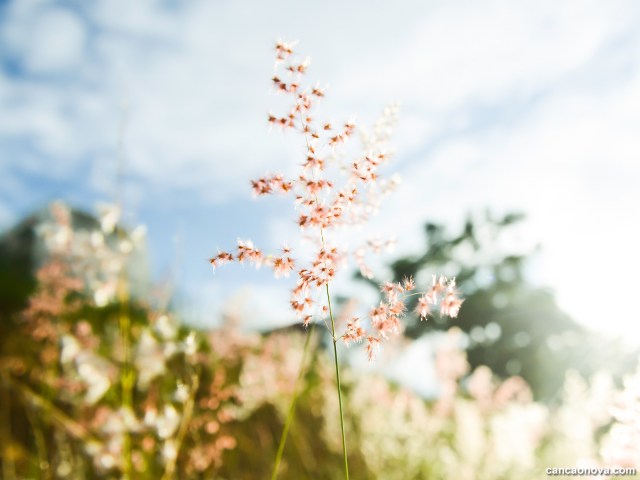 ESCOLHA A LINHA CERTA PARA SUA VIDA E TENHA A ORIENTAÇÃO CERTA PARA VIVER EM PAZ!
