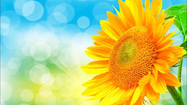 A MUDANÇA PARA MELHOR FEITA POR CADA PESSOA EM SI MESMA, É QUE FARÁ DO MUNDO UM ABRIGO DE PAZ.