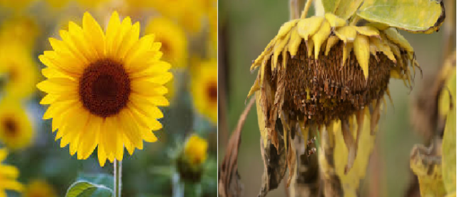 A MATÉRIA É UM NADA COM APARÊNCIA DE TUDO SER