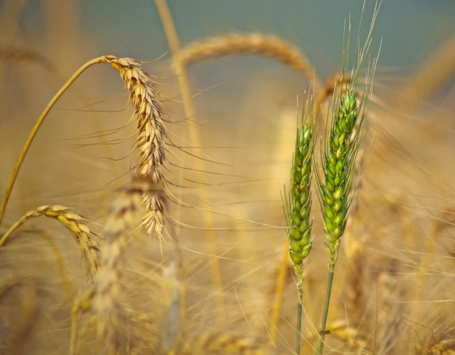 esclarecimento sobre pensamento e raciocínio