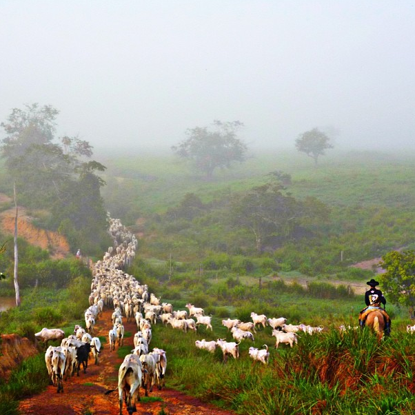 SAIA DESTE ENCANTO DE VIVER SEM NADA ENTENDER.png