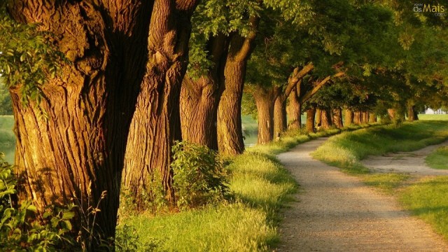 SINTONIA COM A NATUREZA PARA SAIR DA MENTIRA.jpg