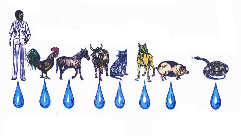 ANIMAL RACIONAL: A CATEGORIA E A CLASSE. | RACIOCINAR SEMPRE! Pensar nunca.