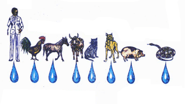 ANIMAL RACIONAL E IRRACIONAIS.png