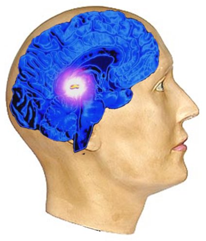 glândula Pineal