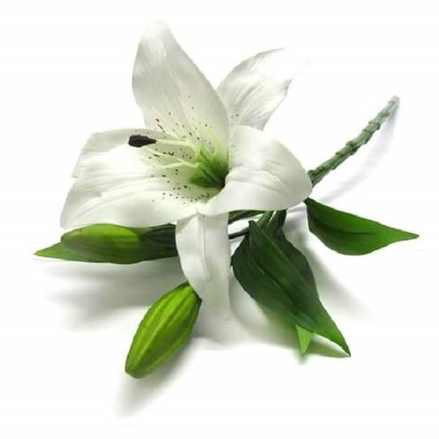 ODE AO PERDÃO RACIONAL