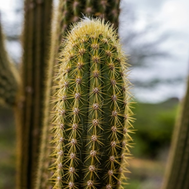 JÁ VIU O MAU SER FELIZ