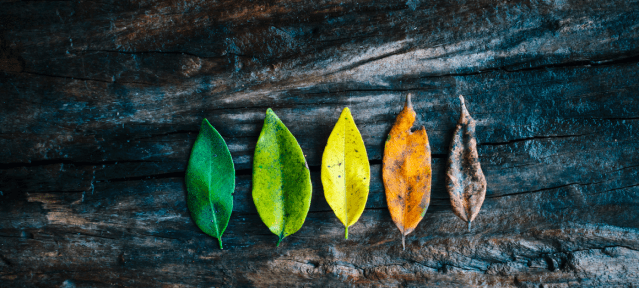 MOMENTO RACIONAL 114 - NÍVEIS DE LAPIDAÇÃO